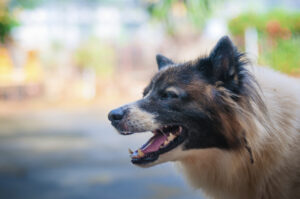 Can Shared Fault Affect My Dog Bite Settlement?