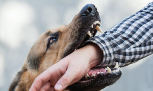 How Much Is My Dog Bite Lawsuit Worth?