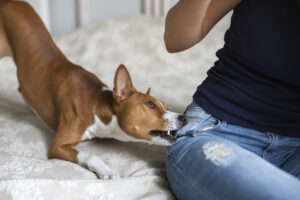 Understanding California Dog Bite Laws