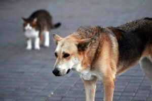 Are Wolf Hybrids Legal in California?
